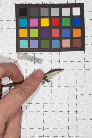 Media type: image;   Herpetology R-189493
